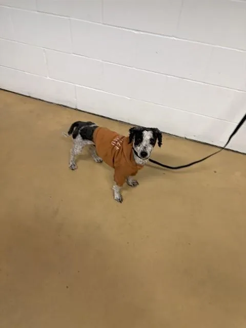 Prattle