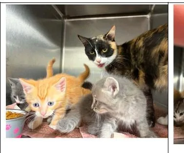 Calico Mom +