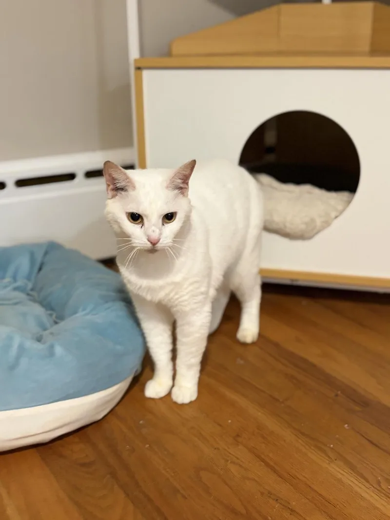 A young medium-sized female White Domestic Short Hair cat named Bunny for adoption in Greensburg, PA