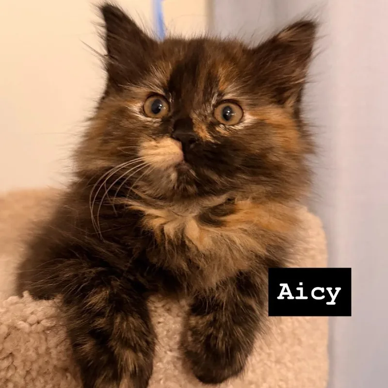 Aicy thumbnail 2