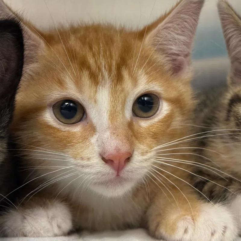 A baby small-sized male Orange / Red Domestic Short Hair cat named Banner for adoption in Perkiomenville, PA