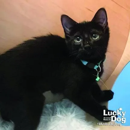 A baby medium-sized female Black Domestic Short Hair cat named Little Ladybug for adoption in Washington, DC