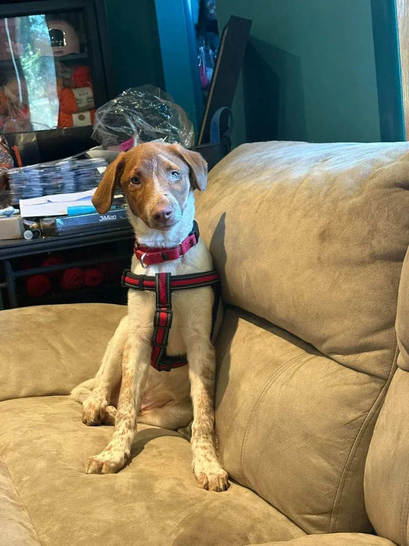 Bowie