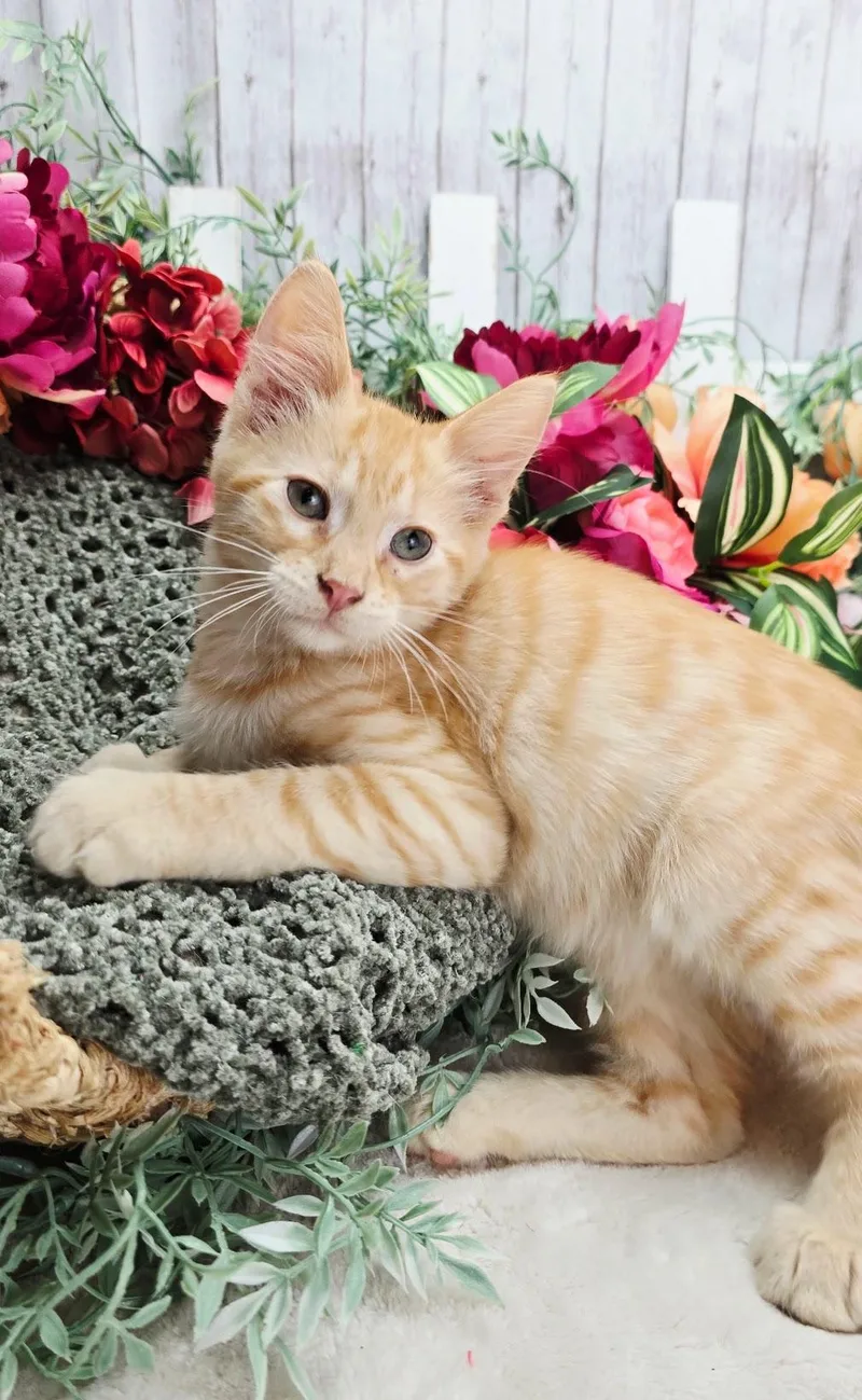 A baby small-sized male Tabby (Orange / Red) Domestic Short Hair cat named Quatrter Pounder AKA Quart for adoption in Ocean Springs, MS