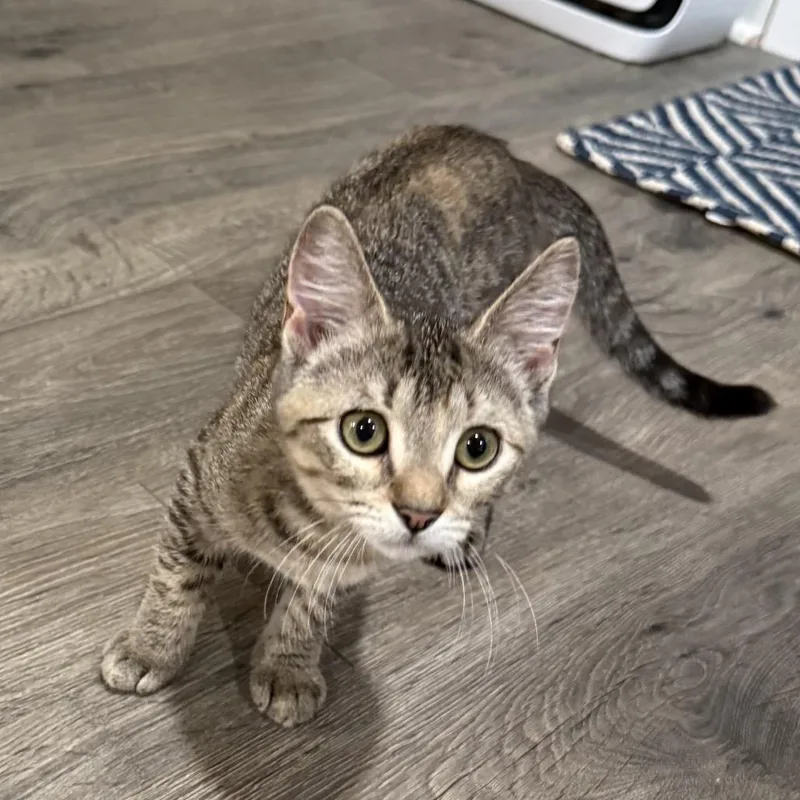A baby small-sized female Brown / Chocolate Domestic Short Hair cat named EtchASketch for adoption in Port Neches, TX