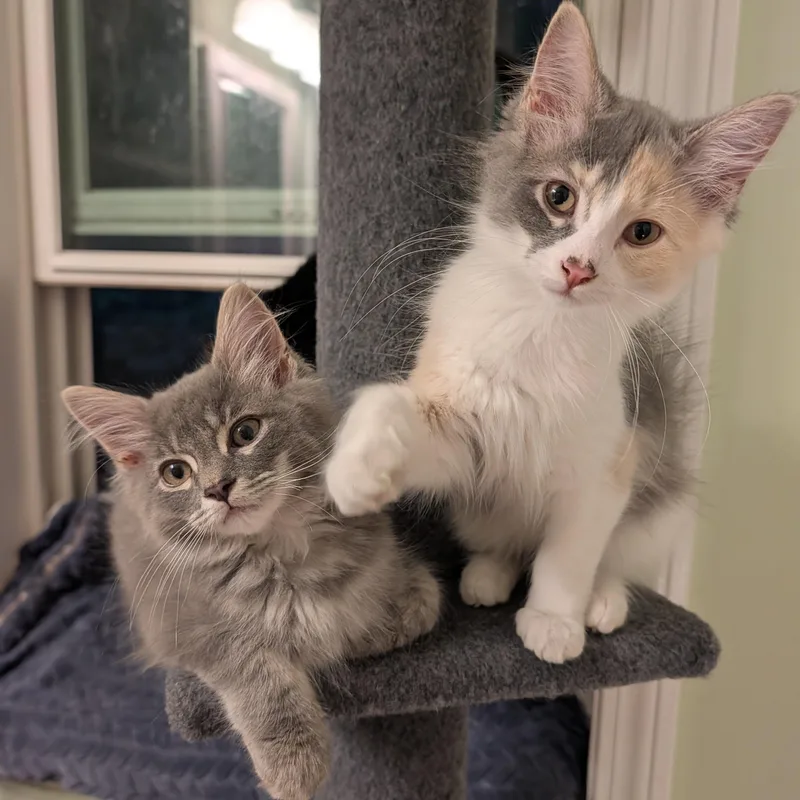 A baby small-sized female Dilute Calico Domestic Medium Hair cat named Sonata for adoption in Huntington, MA