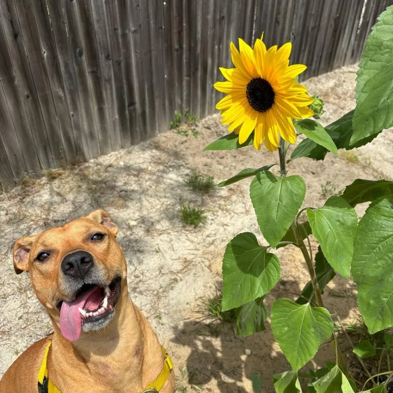 An adult large-sized female Mixed Breed dog named Molly for adoption in Westhampton, NY