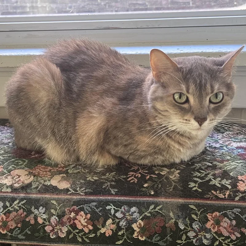 An adult medium-sized female Torbie Domestic Short Hair cat named Nyah for adoption in Pittsburgh, PA