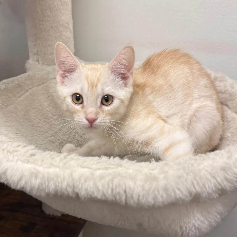 A baby small-sized male Buff / Tan / Fawn Domestic Short Hair cat named Finn for adoption in Hemet, CA