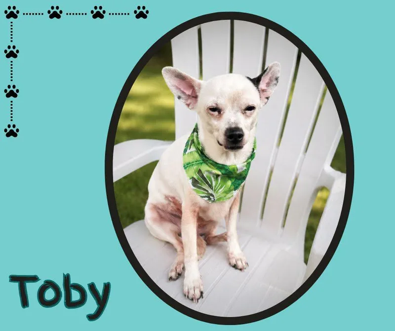 Toby