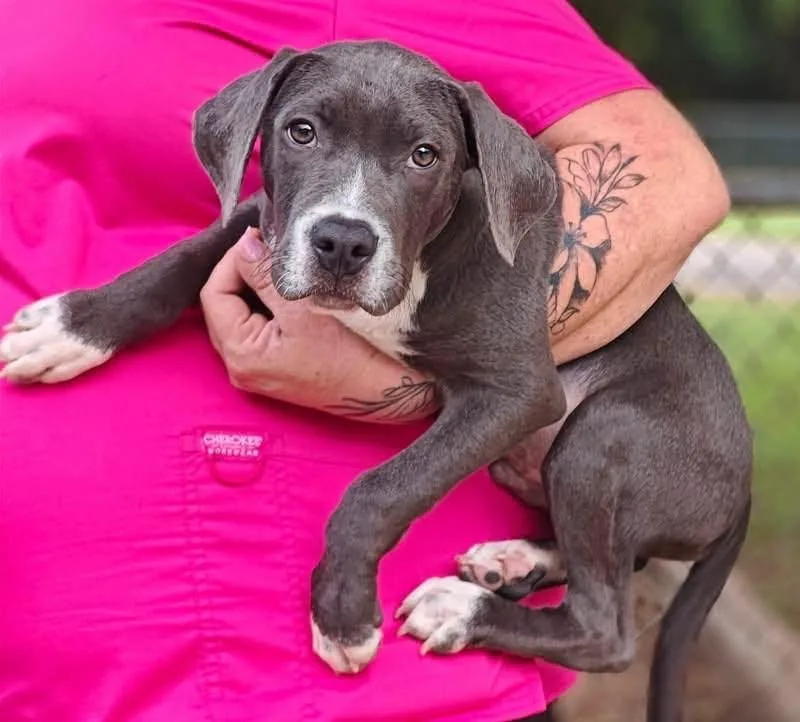 A baby medium-sized male Hound dog named Alfie for adoption in Royal Palm Beach, FL