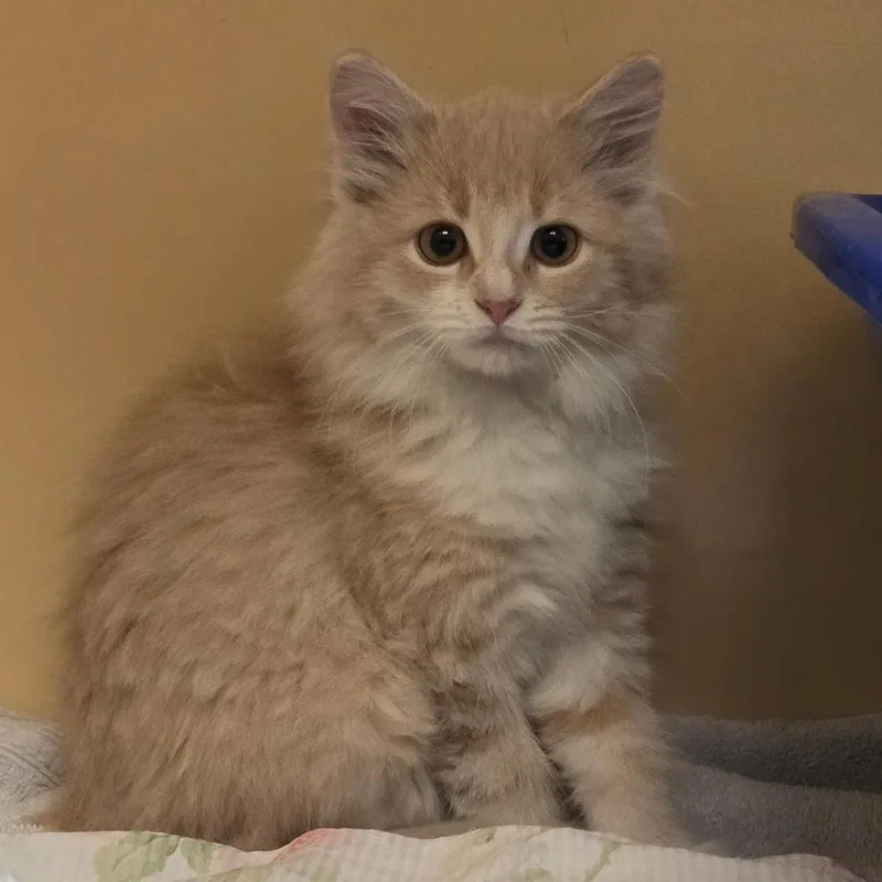 A baby small-sized male Buff / Tan / Fawn Domestic Medium Hair cat named Glen Coco for adoption in East Hanover, NJ