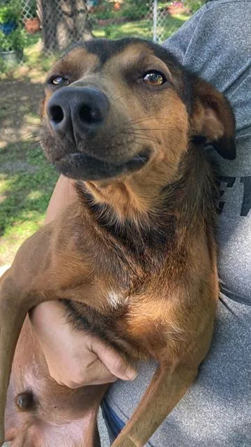 An adult small-sized male Mixed Breed dog named Rocky for adoption in Dallas, TX