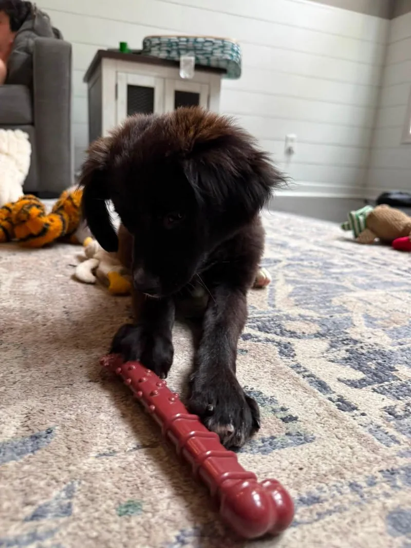 A baby medium-sized female Collie dog named Sugar for adoption in Ashville, OH