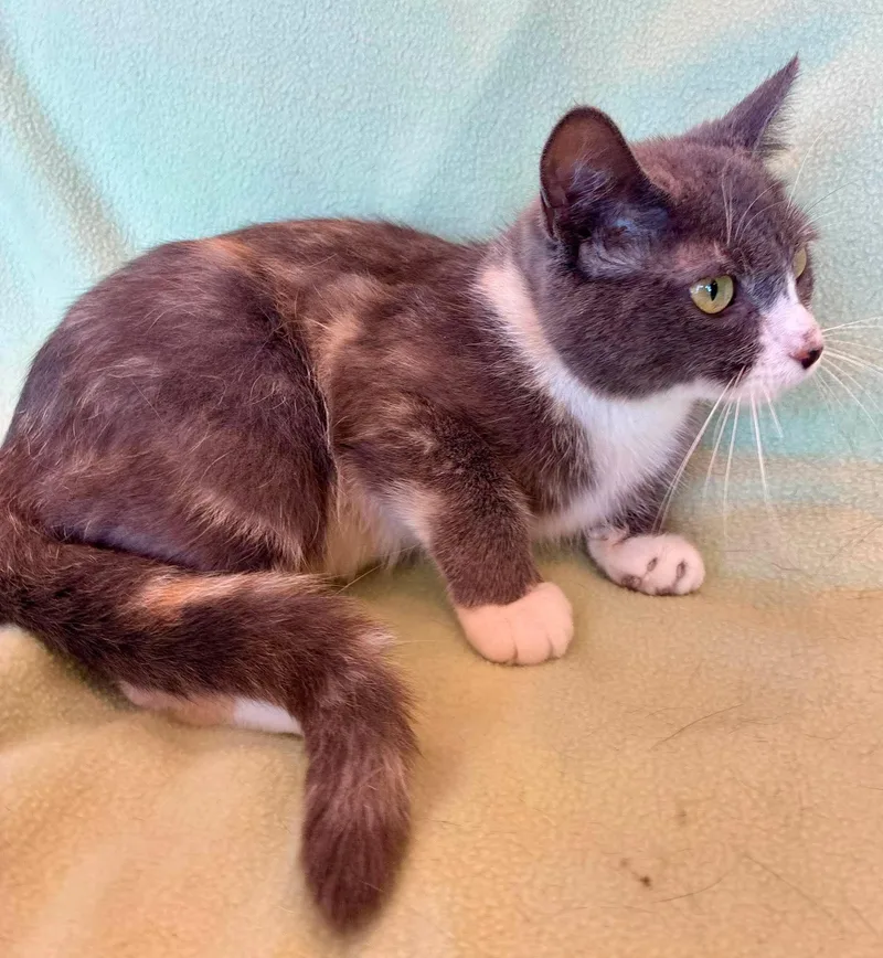 A young medium-sized female Dilute Calico Domestic Short Hair cat named Fran for adoption in Alexandria, MN