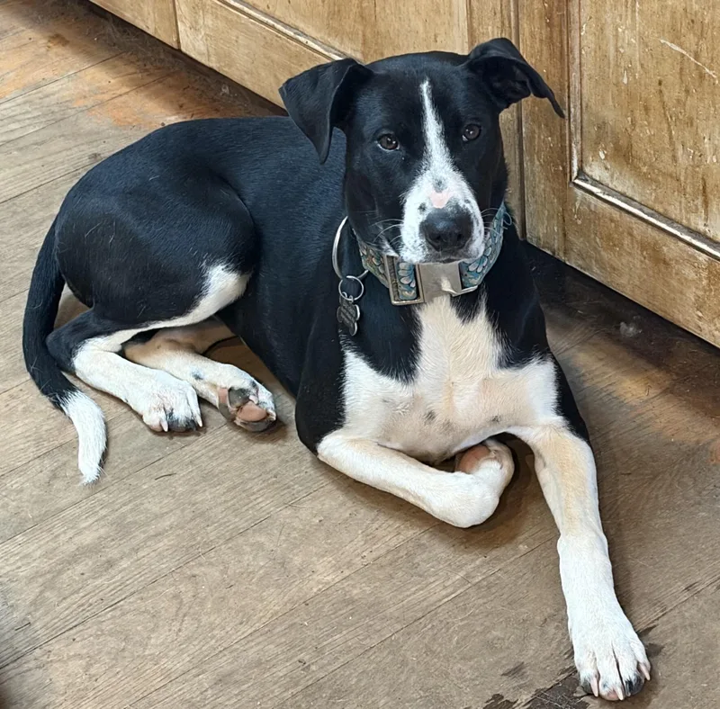 A young medium-sized female Black Catahoula Leopard Dog dog named Abbey for adoption in Thibodaux, LA