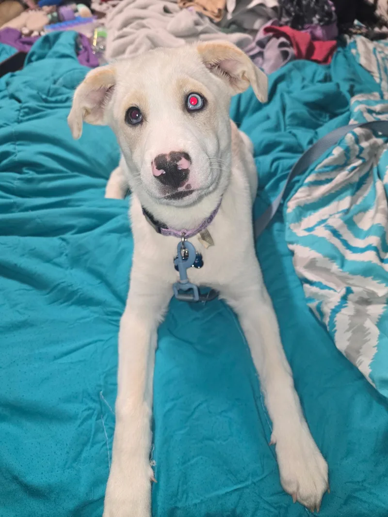 Nova