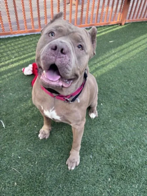 An adult extra large-sized male Pit Bull Terrier dog named Chad for adoption in Las Vegas, NV