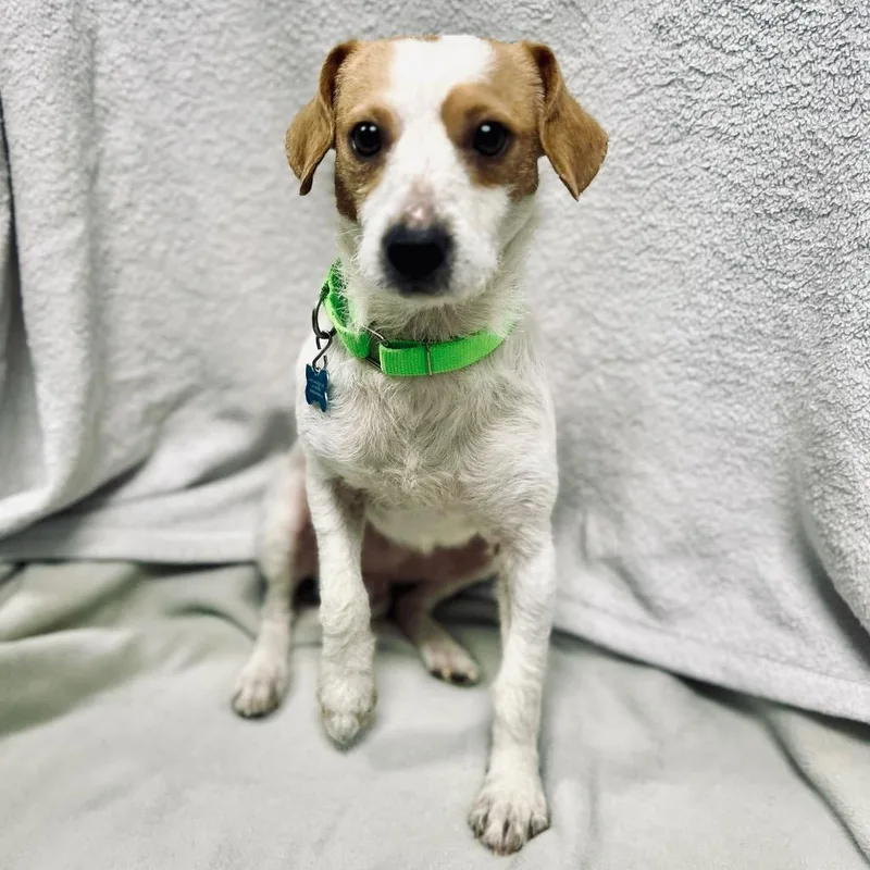 Dragon Bones thumbnail 2