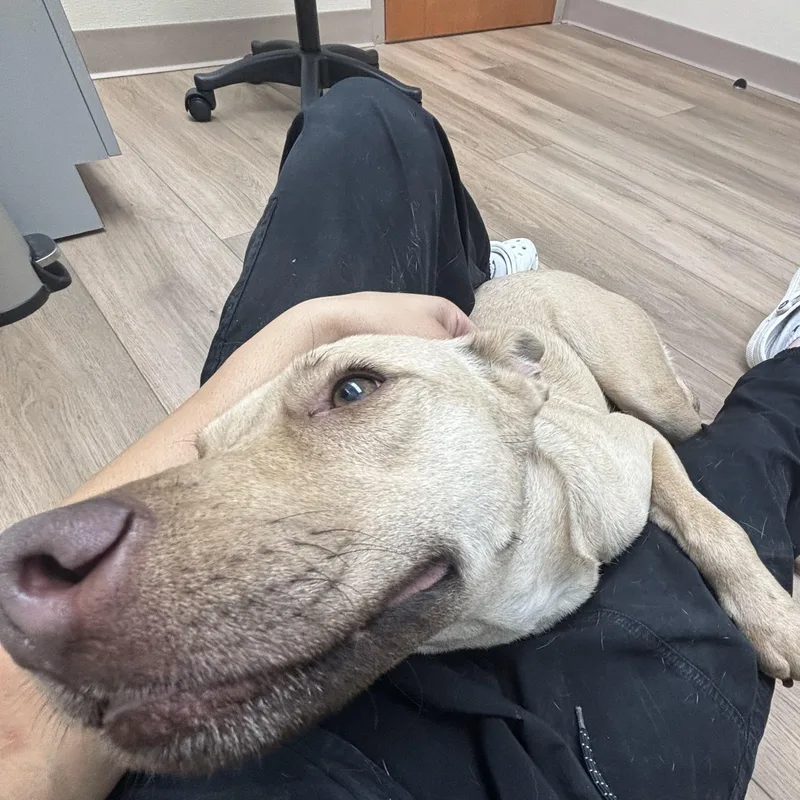 A young medium-sized female Labrador Retriever dog named Shine for adoption in Pearland, TX