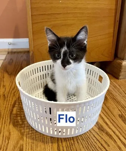 A baby small-sized female Black & White / Tuxedo Domestic Short Hair cat named Flo for adoption in Annapolis, MD