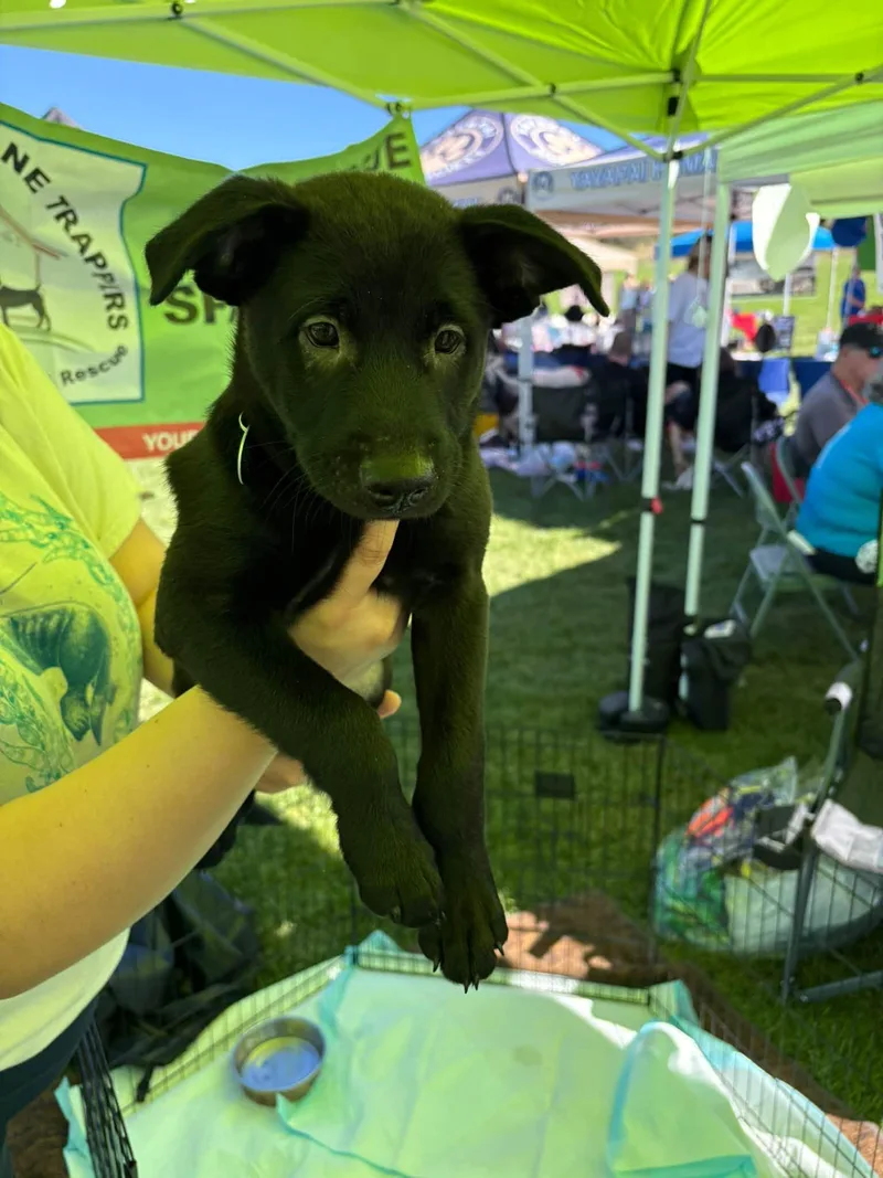 A baby medium-sized male Mixed Breed dog named Knight for adoption in Chino valley, AZ
