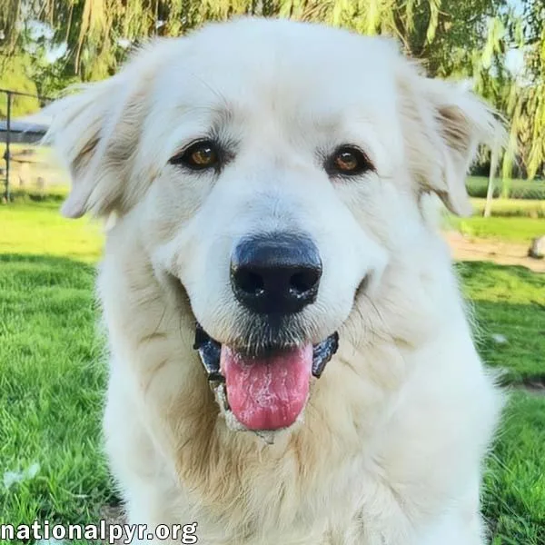 A young large-sized female White / Cream Great Pyrenees dog named Fluff in KY  for adoption in Beacon, NY