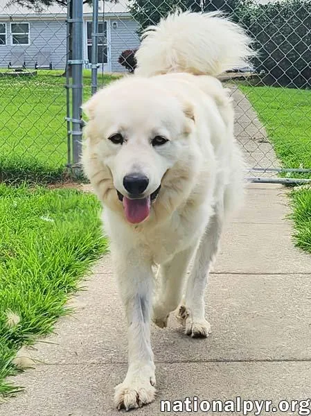 Fluff in KY  thumbnail 2