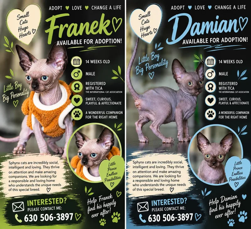 A baby medium-sized male Sphynx / Hairless Cat cat named Franek And Damian for adoption in Lake in the hills, IL