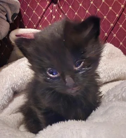 A baby small-sized male Domestic Long Hair cat named Shiro for adoption in Klamath Falls, OR