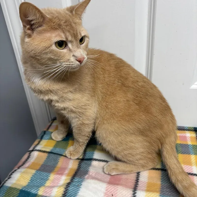 A young small-sized male Buff / Tan / Fawn Domestic Short Hair cat named Butters for adoption in Granville, OH