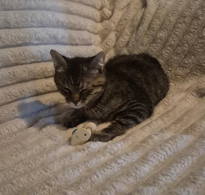 A young medium-sized female Domestic Short Hair cat named Kaylyani for adoption in Kenosha , WI