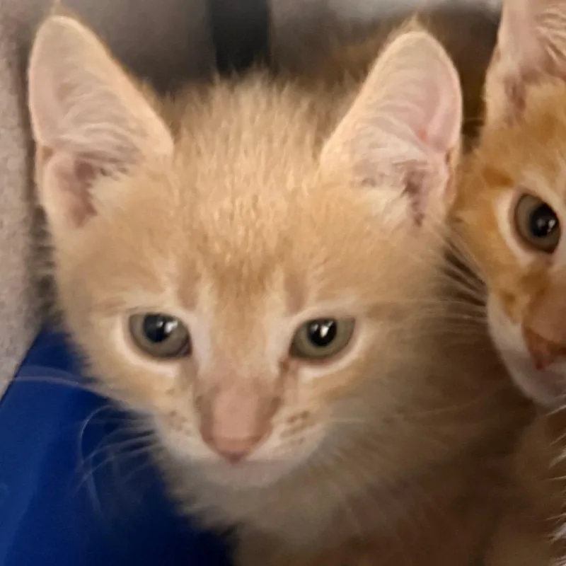 A baby small-sized male Buff / Tan / Fawn Domestic Short Hair cat named Buzz Lightyear for adoption in Evansville, IN