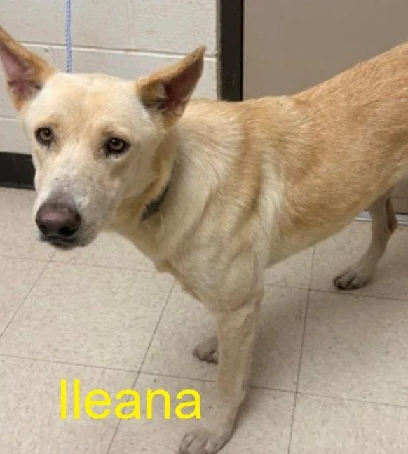 An adult large-sized female White / Cream Mixed Breed dog named Ileana for adoption in Raleigh, NC