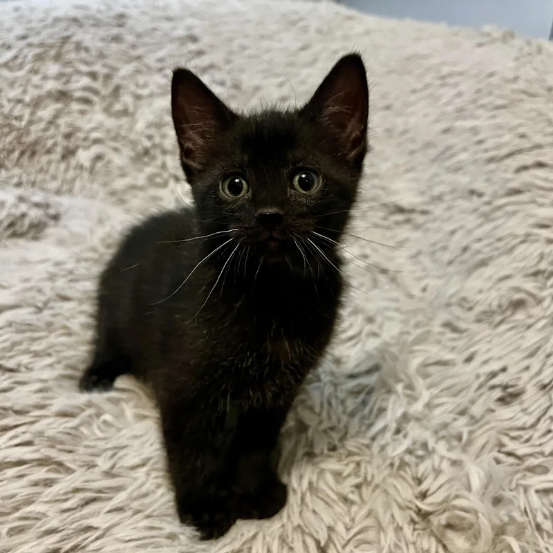 A baby medium-sized male Black Domestic Short Hair cat named Freddie for adoption in Jamestown, ND