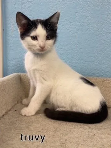 A baby small-sized female Domestic Short Hair cat named Truvy for adoption in Hollister, CA