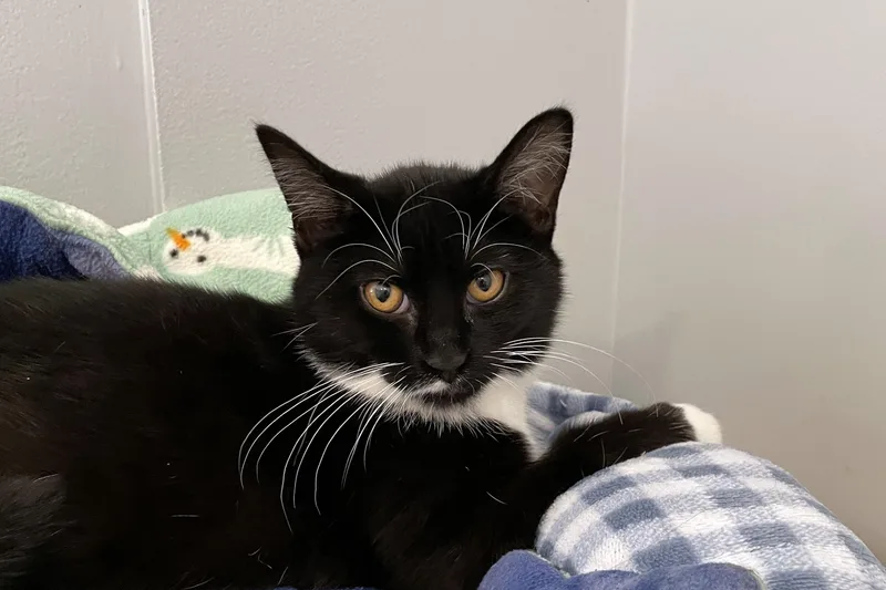 A baby medium-sized female Black & White / Tuxedo Domestic Medium Hair cat named Zoe for adoption in Lincoln, NE