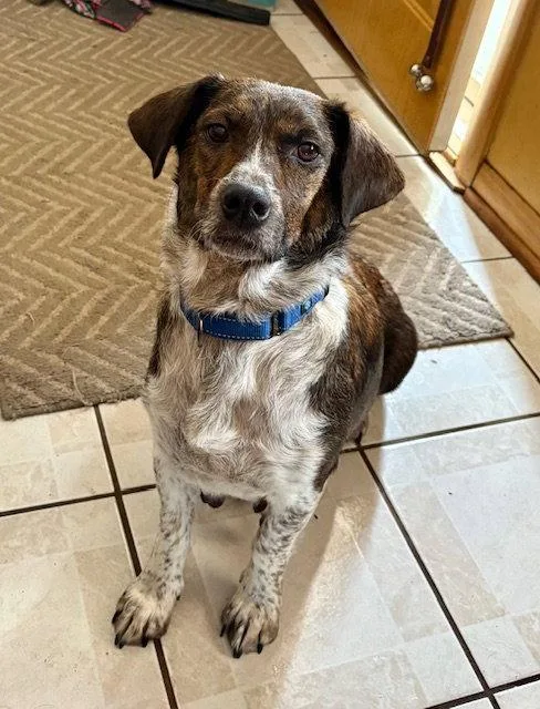 A baby medium-sized male Plott Hound dog named Fleetwood for adoption in Hillside, IL