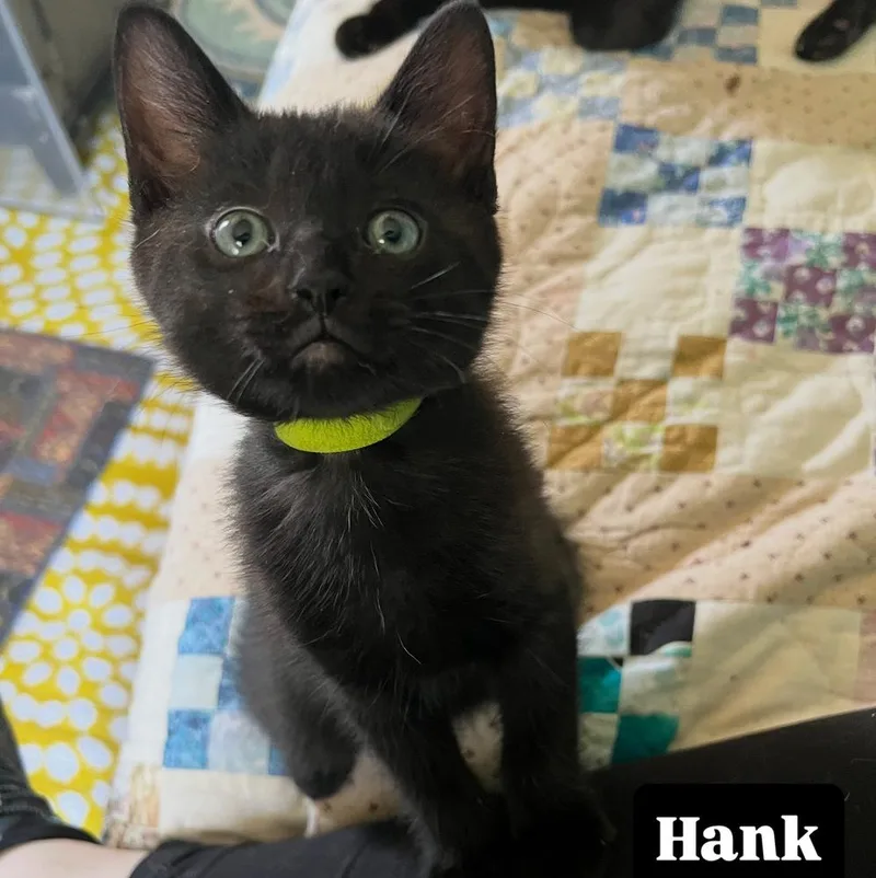 Hankready In July