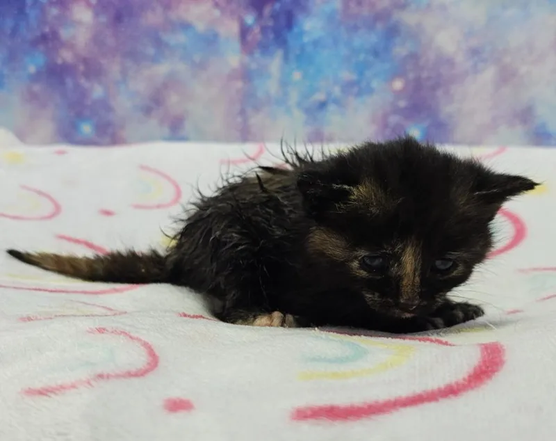 A baby small-sized female Domestic Short Hair cat named Tortellini for adoption in Washington Court House, OH