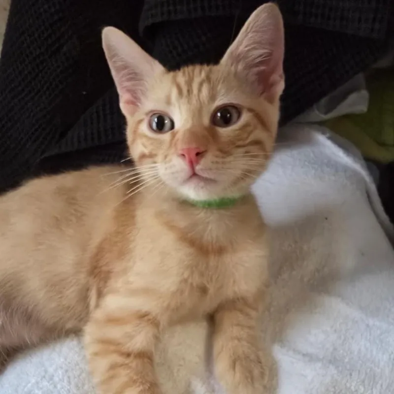 A baby medium-sized male Orange / Red Domestic Short Hair cat named Jalapeno Cheeto for adoption in Westminster, CA
