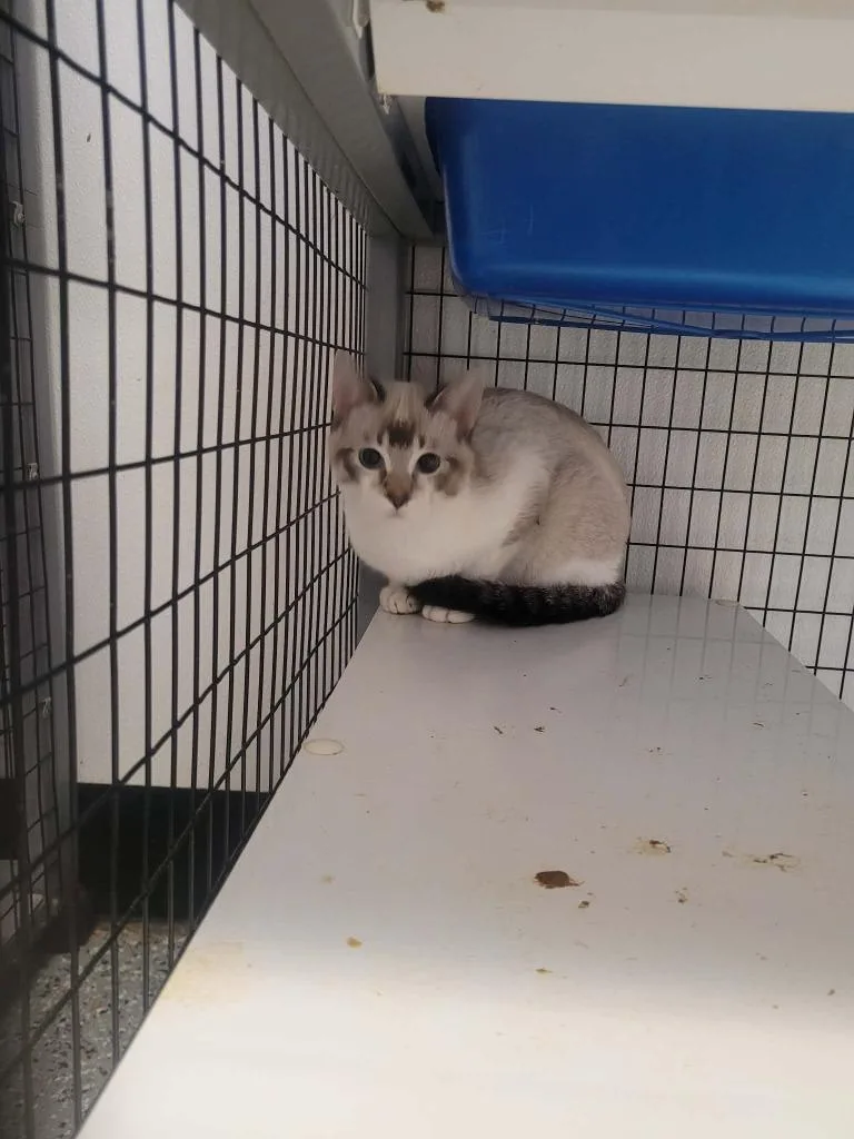 A baby medium-sized male Siamese cat named Jack for adoption in Republic, MO