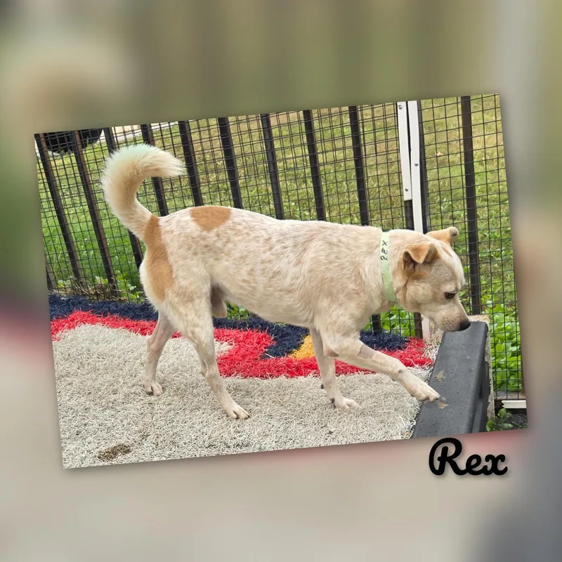 Rex thumbnail 2