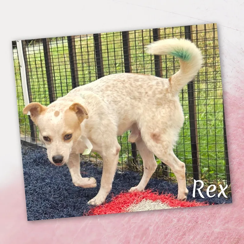 Rex thumbnail 3