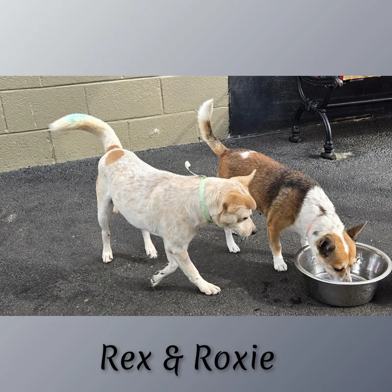 Rex thumbnail 4