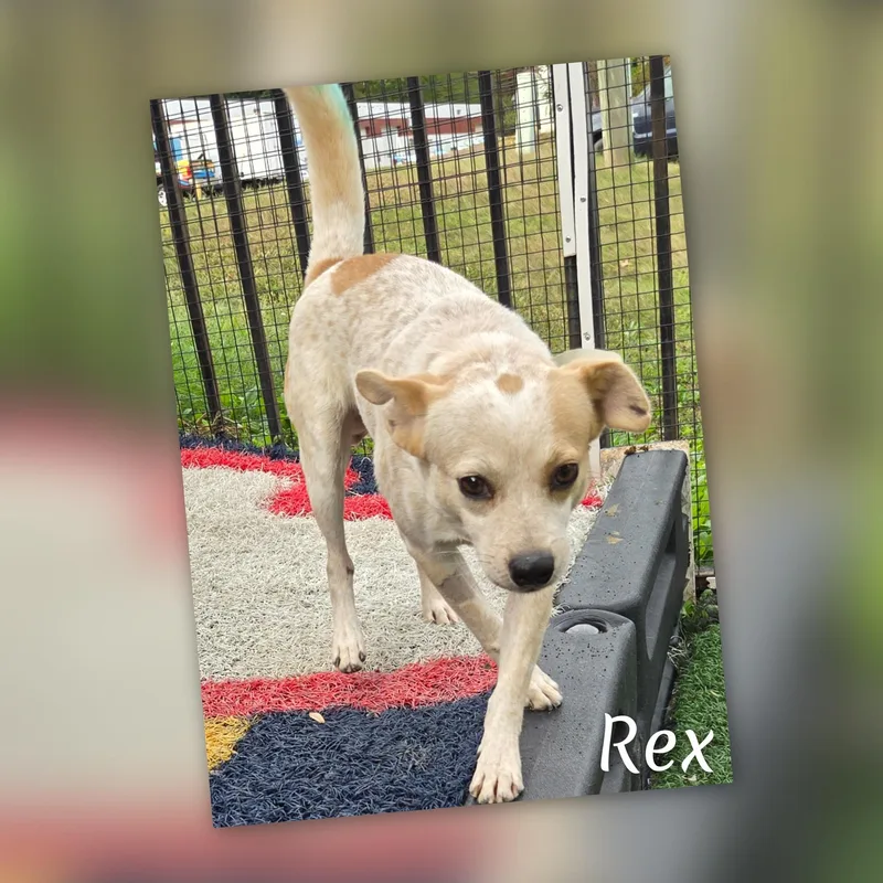 Rex thumbnail 5