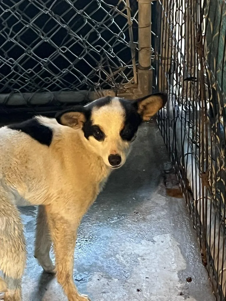 A young small-sized female Chihuahua dog named Lamby for adoption in Newman, CA