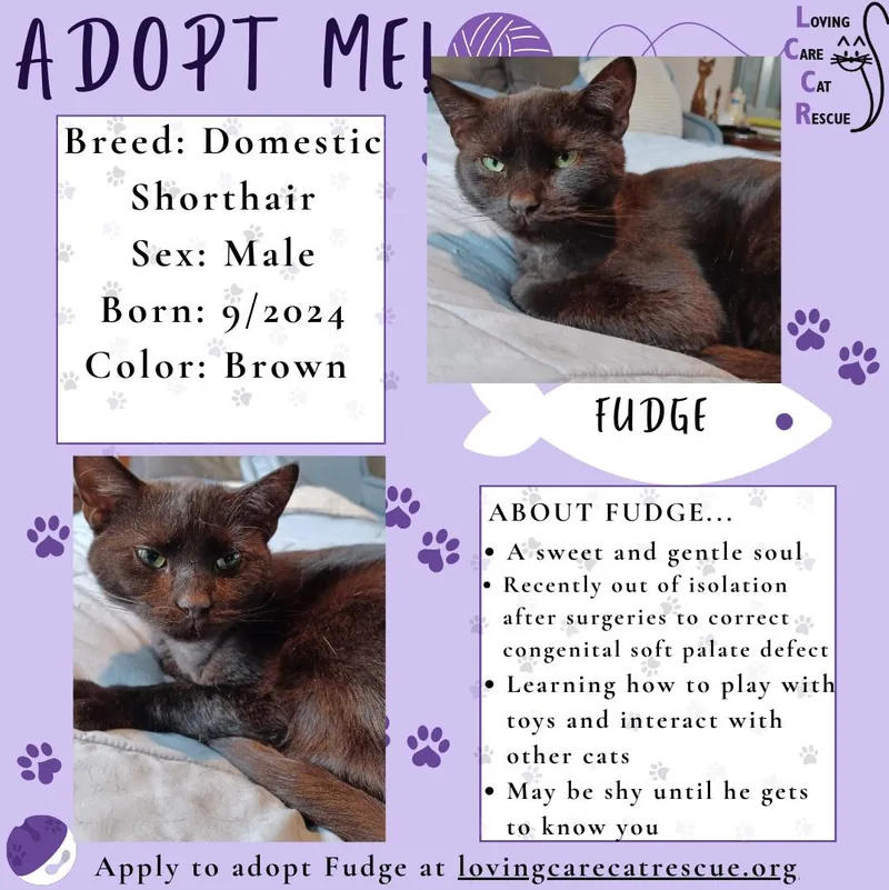 An adult medium-sized male Black Domestic Short Hair cat named Fudge for adoption in Lemoyne, PA