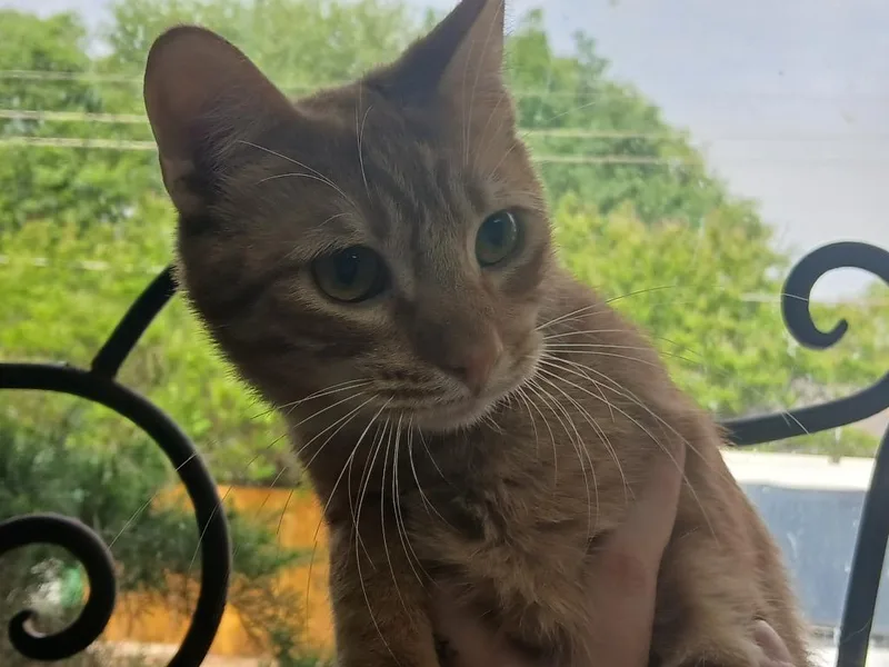 A baby large-sized male Domestic Short Hair cat named Boosie for adoption in Fort Worth, TX