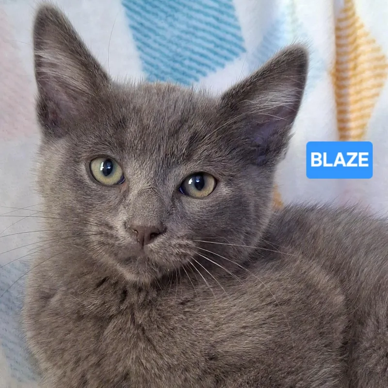 A baby small-sized male Gray / Blue / Silver Russian Blue cat named Blake for adoption in Fullerton, CA